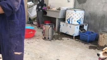 杀鸡最新爆料视频,揭秘幕后真相,视频内容大揭秘! 第1张 杀鸡最新爆料视频,揭秘幕后真相,视频内容大揭秘! 第1张